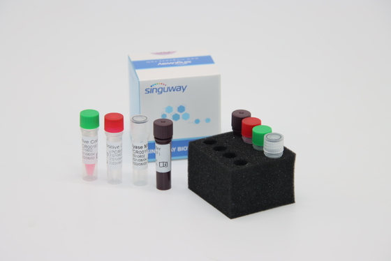 ON treponema - jogo fluorescente do PCR do tempo real do PCR Kit Fast HCV do RT do vírus pallidum do TP