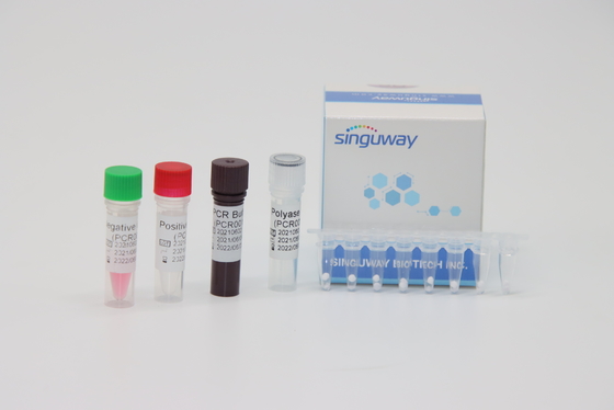 50 jogos diagnósticos do PCR do tempo real de Copies/Ml para a fusão Gene Typing da leucemia BCR-ABL